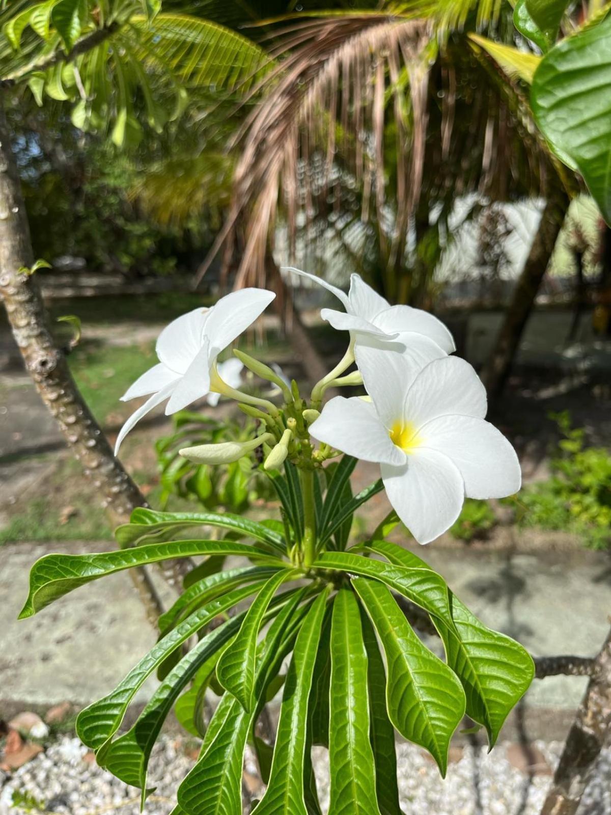 Ecolodge Batel Alagoas Coruripe Eksteriør bilde