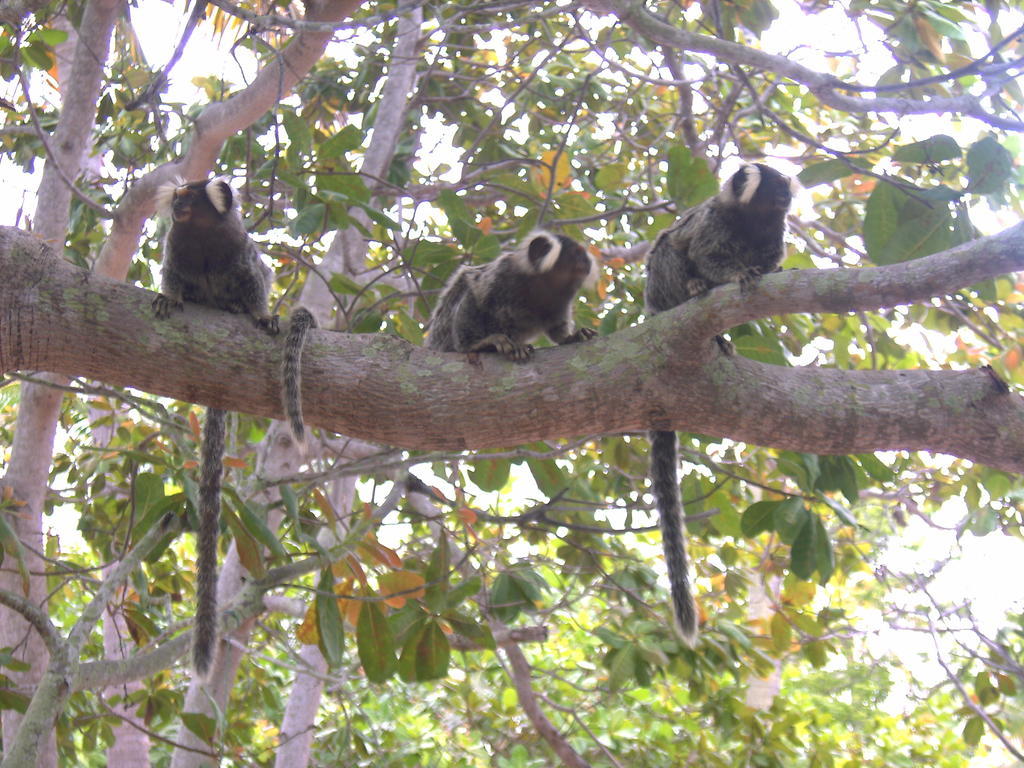 Ecolodge Batel Alagoas Coruripe Eksteriør bilde